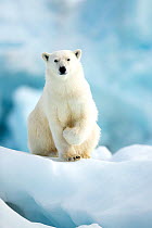 Polar bear (Ursus maritimus) standing on ice. Svalbard, Norway, July.