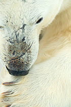 Polar bear (Ursus maritimus) licking paw, close-up. Svalbard, Norway, April.