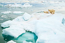 Polar bear (Ursus maritimus) and cubs feeding on Whale carcass, on iceberg. Svalbard, Norway, July 2018.