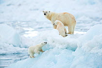 Polar bear (Ursus maritimus) female and cubs, one cub walking up slope of ice in foreground. Svalbard, Norway, July.
