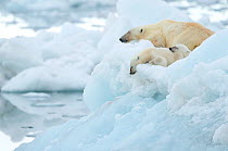 Polar bear (Ursus maritimus) and cubs resting on sea ice. Svalbard, Norway, July.