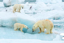 Polar bear (Ursus maritimus) and cubs, standing on sea ice. Svalbard, Norway, July.