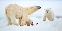 Polar bear (Ursus maritimus) and two cubs feeding on Whale carcass. Svalbard, Norway, July.