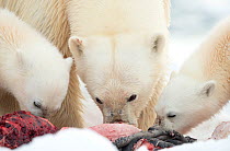 Polar bear (Ursus maritimus) female and cubs feeding on Whale carcass. Svalbard, Norway, July.