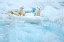 Polar bear (Ursus maritimus) female resting with cubs on glacier. Svalbard, Norway, July.