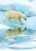 Polar bear (Ursus maritimus) walking across sea ice, reflected in water. Svalbard, Norway, July.