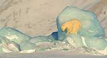 Polar bear (Ursus maritimus) cub ready to jump down from pack ice. Svalbard, Norway, April.