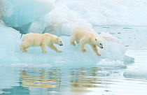 Polar bear (Ursus maritimus), two cubs walking on sea ice. Svalbard, Norway, July.