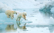 Polar bear (Ursus maritimus), two cubs playing, leaping across sea ice, reflected in water. Svalbard, Norway, July.