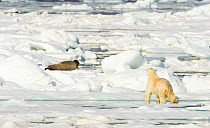 Polar bear (Ursus maritimus) hunting Seal on sea ice. Svalbard, Norway, July 2018.