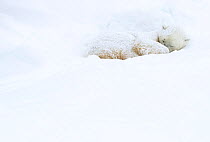 Polar bear (Ursus maritimus) sleeping in snow. Churchill, Manitoba, Canada, November.