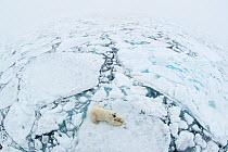 Polar bear (Ursus maritimus) resting on sea ice, view from above. Svalbard, Norway, June 2018.