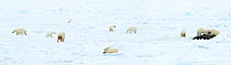 Polar bear (Ursus maritimus) group on ice, female and cubs feeding on Whale carcass. Svalbard, Norway, June 2018.