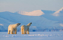 Polar bear (Ursus maritimus) male female pair looking upwards, snow covered hills in background. Svalbard, Norway, April 2018.