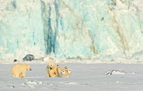 Polar bear (Ursus maritimus) female and cubs play fighting. Svalbard, Norway, March 2018.