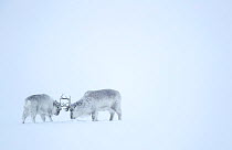 Reindeer (Rangifer tarandus), two play fighting in snow. Svalbard, Norway, April.