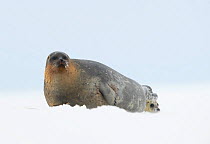 Ringed seal (Pusa hispida) and pup resting on ice. Svalbard, Norway. April.