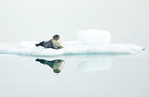 Ringed seal (Pusa hispida) resting on ice, reflected in water. Svalbard, Norway. July.