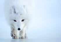 Arctic fox (Alopex lagopus) camouflaged in winter pelage. Svalbard, Norway, April.