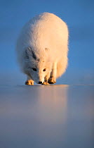 Arctic fox (Alopex lagopus) following scent, in winter pelage. Svalbard, Norway. April.