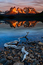 Central Massif and towers of Torres del Paine National Park reflected in Lago Pehoe at sunrise, driftwood on shore in foreground. Patagonia, Chile. November 2018.