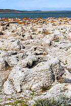 Thrombolites and stromatolites, layered mounds of sedimentary rock originally formed from the growth of layers of cyanobacteria. On shore of Lago Sarmiento, Torres del Paine National Park, Patagonia,...