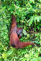 Bornean orang-utan (Pongo pygmaeus), male feeding on leaves in forest on banks of Kinabatangan River, Sabah, Borneo, Malaysia.