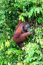 Bornean orang-utan (Pongo pygmaeus), male feeding on leaves in forest on banks of Kinabatangan River, Sabah, Borneo, Malaysia.