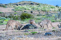Puma (Puma concolor puma), three sub-adult cubs aged 12 to 13 months attempting to dig Armadillo out of burrow. Estancia Amarga, near Torres del Paine National Park, Patagonia, Chile. December.