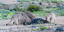 Puma (Puma concolor puma) female and three sub-adult cubs aged 12 to 13 months attempting to dig out Armadillo from burrow. Estancia Amarga, near Torres del Paine National Park, Patagonia, Chile. Dece...