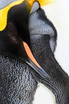 King penguin (Aptenodytes patagonicus) preening, close up. Grytviken, South Georgia. March.