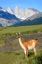 Guanaco (Lama guanicoe) standing, towers of Torres del Paine National Park in background. Patagonia, Chile. December 2018.