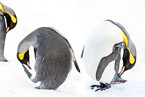 King penguin (Aptenodytes patagonicus), three preening on snow. Grytviken, South Georgia. November.