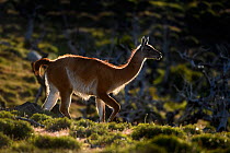 Guanaco (Lama guanicoe) walking, backlit. Torres del Paine National Park, Patagonia, Chile. December.
