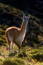 Guanaco (Lama guanicoe) standing on hillside, backlit. Torres del Paine National Park, Patagonia, Chile. December.