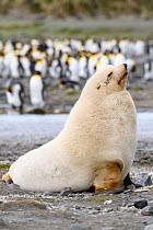 Antarctic fur seal (Arctocephalus gazella) male, portrait on beach with King penguin (Aptenodytes patagonicus) colony in background. Rare pale colour morph. Salisbury Plain, South Georgia. November.