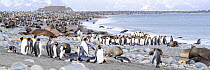 King penguin (Aptenodytes patagonicus), Antarctic fur seal (Arctocephalus gazella) and Southern elephant seal (Mirounga leonina), many on beach. Salisbury Plain, South Georgia. November 2018.