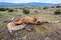 Guanaco (Lama guanicoe) carcass, killed and partially eaten by Puma (Puma concolor). Torres del Paine National Park, Patagonia, Chile. December.
