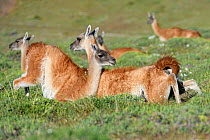 Guanacos (Lama guanicoe), two males fighting. Torres del Paine National Park, Patagonia, Chile. December.