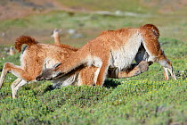 Guanacos (Lama guanicoe), two males fighting, trying to over power opponent and bite each others testicles. Torres del Paine National Park, Patagonia, Chile. December.