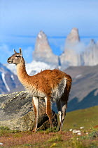 Guanaco (Lama guanicoe) standing, towers of Torres del Paine National Park in background. Patagonia, Chile. December 2018.