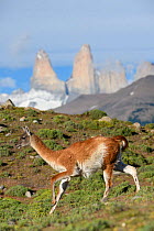 Guanaco (Lama guanicoe) running downhill, towers of Torres del Paine National Park in background. Patagonia, Chile. December 2018.