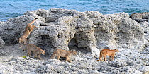 Puma (Puma concolor puma) female with sub-adult cubs aged 12 to 13 months, walking amongst thrombolites and stromatolites on shore of Laguna Sarmiento. Estancia Amarga, near Torres del Paine National...