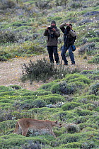 Puma (Puma concolor puma) walking through vegetation, two men taking photos in background. Estancia Amarga, near Torres del Paine National Park, Patagonia, Chile. November 2018.