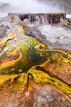 Algal mats in front of Punch Bowl thermal pool. Near Daisy Geyser Basin, Yellowstone National Park, USA.