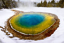 Morning Glory thermal pool surrounded by snow, coniferous forest in background. Near Daisy Geyser Basin, Yellowstone National Park, USA. January 2019.