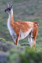 Guanaco (Lama guanicoe) female, alert, looking at Puma (Puma concolor) on on opposite slope. Torres del Paine National Park, Patagonia, Chile. November.
