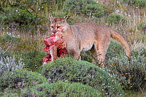 Puma (Puma concolor puma) female carrying Guanaco (Lama guanicoe) kill. Torres del Paine National Park, Patagonia, Chile. November.