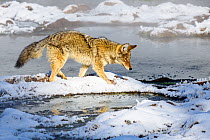 Coyote (Canis latrans) foraging in snow. Hayden Valley, Yellowstone National Park, USA. January 2019.
