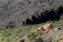 Puma (Puma concolor puma) male walking down slope on hillside. Estancia Amarga, near Torres del Paine National Park, Patagonia, Chile. November.